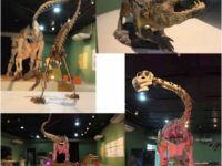 Museu da Ciência e Vida recebe exposição que mistura dinossauro e robótica!