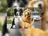 Como Cães e Gatos 3 – Peludos Unidos: Uma nova sequência que surgiu do nada