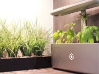 Tecnologia que permite criar sua própria horta doméstica sem saber cultivar