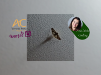 ÀS QUARTAS – Mariposas