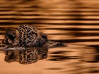 Felipe Cuoco leva o Pantanal à Art Basel Miami Beach 2025: a força silenciosa da natureza brasileira no maior palco da arte contemporânea