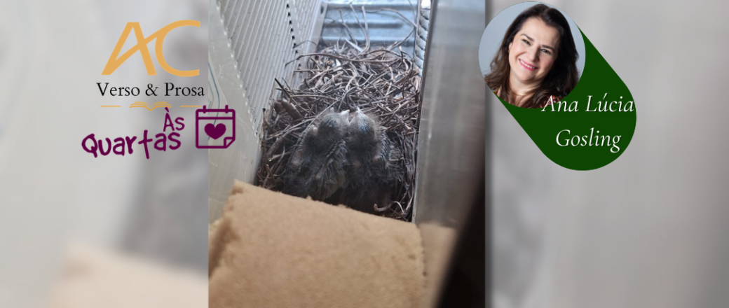 Às Quartas – Berçário de sanhaços