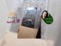 Às Quartas – Berçário de sanhaços