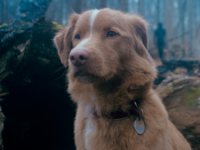 Telecine estreia ‘Bom Menino’, terror sobrenatural contado pelo ponto de vista de um cachorro