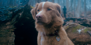 Telecine estreia ‘Bom Menino’, terror sobrenatural contado pelo ponto de vista de um cachorro