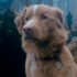 Telecine estreia ‘Bom Menino’, terror sobrenatural contado pelo ponto de vista de um cachorro