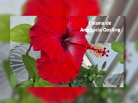 Às Quartas – A vida na selva