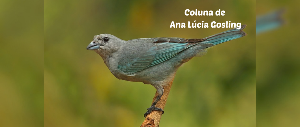 Às Quartas – Lição de pássaro