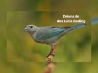 Às Quartas – Lição de pássaro