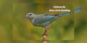 Às Quartas – Lição de pássaro