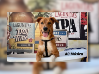 Lagunitas procura “dogs rock n’ roll” em ação especial antes do Rock in Rio 2026