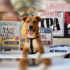 Lagunitas procura “dogs rock n’ roll” em ação especial antes do Rock in Rio 2026
