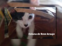 UM PRESENTE